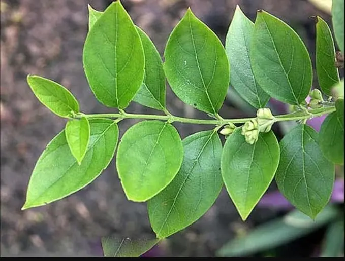 Harsringar Leaves 2.webp