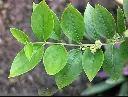 Harsringar Leaves 2.webp